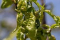 Sick peach leaves, twisted leaf from diseases and chemical burns of plants