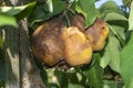 Sick pear tree in the garden. Rotten yellow pear fruit close-up macro