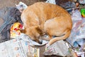 Sick and poor vagrant or stray homeless dog sleeping on floor, Varanasi, India