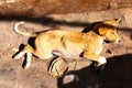 Sick and poor vagrant or stray homeless dog sleeping on floor, Varanasi, India