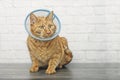 Sick red cat with a pet cone sitting in front of a brick wall and looking sideways.