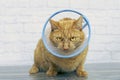 Sick red cat with a pet cone sitting in front of a brick wall and looking to the camera.