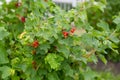 Sick red currant bush aphid fungus twisted leaves with red spots and bumps