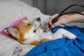 Sick red and white corgi dog, sleeping in bed with high fever temperature, ice bag on head, covered by a blanket, vet auditions a Royalty Free Stock Photo