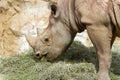 A rhino is fed with hay