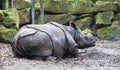 Sick Rhino without a horn. The victim of poachers. Rhino treated at the animal hospital of the national Park.