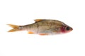 Sick Roach Fish (Rutilus Rutilus)