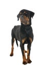 Sick rottweiler in studio Royalty Free Stock Photo