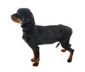 Sick rottweiler in studio Royalty Free Stock Photo
