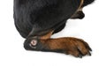 Sick rottweiler in studio Royalty Free Stock Photo