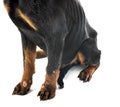 Sick rottweiler in studio Royalty Free Stock Photo