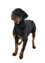 Sick rottweiler in studio Royalty Free Stock Photo