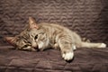 Sick sad cat lying on the bed, portrait of a sickly pet