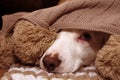 SICK OR SCARED DOG COVERED WITH A WARM TASSEL BLANKET