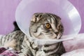 Sick Scottish cat in a plastic protective collar