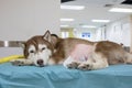 Sick siberian husky at veterinary hospital