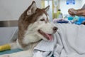 Sick siberian husky at veterinary hospital