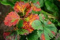 Sick strawberry bushes. Fungal diseases of strawberry leaves. Rust, brown leaf spot, Verticillium wilt Royalty Free Stock Photo
