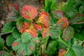 Sick strawberry bushes. Fungal diseases of strawberry leaves. Rust, brown leaf spot, Verticillium wilt Royalty Free Stock Photo