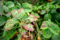 Sick strawberry bushes. Fungal diseases of strawberry leaves. Rust, a brown stain on the leaves of strawberry plants Royalty Free Stock Photo