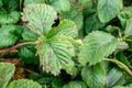 Sick strawberry bushes. Fungal diseases of strawberry leaves. Rust, a brown stain on the leaves of strawberry plants