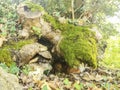 Sick stray dog resting in the shadow of a tree