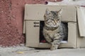 Sick stray kitten peeking out of the box