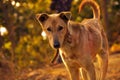 Street dog in wild Royalty Free Stock Photo