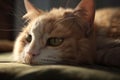 Sick tired tabby cat lies, close-up. AI generated.