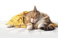 A sick tired tabby cat lies sleeping on a yellow plaid, close-up. AI generated.