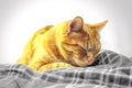 A sick tired tabby cat lies sleeping on a yellow plaid, close-up. AI generated. Royalty Free Stock Photo