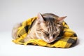 A sick tired tabby cat lies sleeping on a yellow plaid, close-up. AI generated.