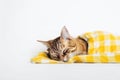 A sick tired tabby cat lies sleeping on a yellow plaid, close-up. AI generated.