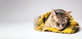 A sick tired tabby cat lies sleeping on a yellow plaid, close-up. AI generated.