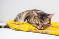 A sick tired tabby cat lies sleeping on a yellow plaid, close-up. AI generated.