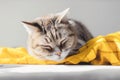 A sick tired tabby cat lies sleeping on a yellow plaid, close-up. AI generated.