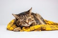 A sick tired tabby cat lies sleeping on a yellow plaid, close-up. AI generated.