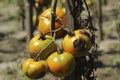 Sick tomatoes in the garden, the vegetables infected with late blight