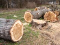 Sick tree is felled background Royalty Free Stock Photo