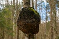 Sick tree in the spring forest.