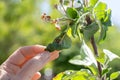 Sick twisted leaves of fruit trees with a colony of black aphids discovered by a gardener