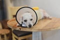 sick upset dog wearing Elizabethan plastic cone medical collar around neck for anti bite wound protection Royalty Free Stock Photo