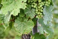 Sick vine grape leaves infected with mildew fungal disease