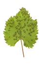 Sick vine leaf