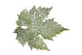Sick vine leaf isolated on white