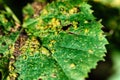 Sick vine leaves close-up affected by Colomerus Vitis in summer