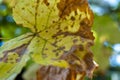 Sick vine leaves close-up affected by Colomerus Vitis in summer.