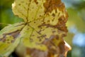 Sick vine leaves close-up affected by Colomerus Vitis in summer.