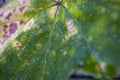 Sick vine leaves close-up affected by Colomerus Vitis in summer.