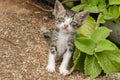 Sick Weak Kitten Beside Plectranthus Amboinicus Lour Spreng Royalty Free Stock Photo